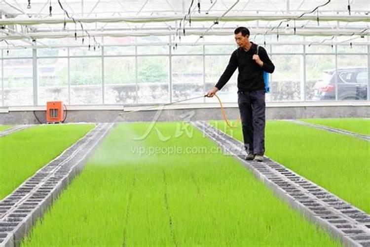 大棚西红柿定植后什么时候开始喷叶面肥？