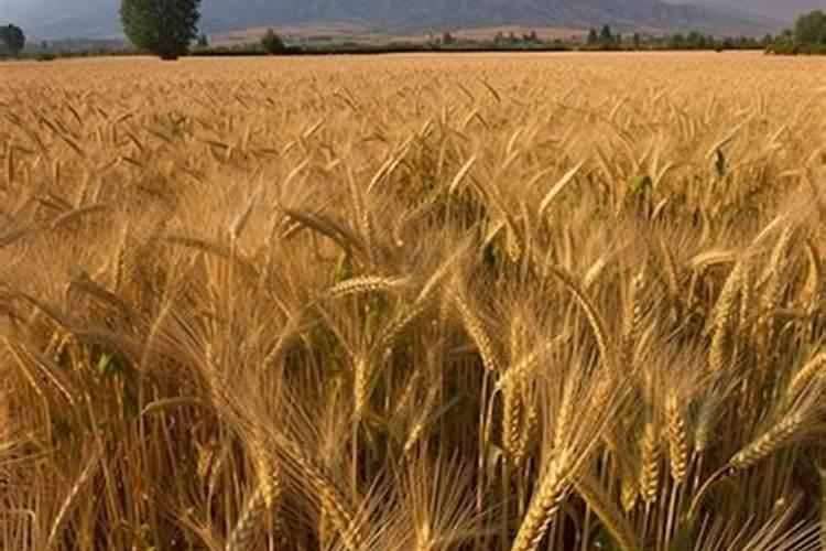 常用高钾水溶肥配比是多少