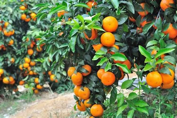 十月沃柑该施什么肥料？