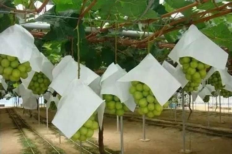 氧化钾肥叶面喷施正确方法