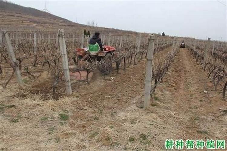 葡萄什么时候施肥最好 葡萄的施肥时间