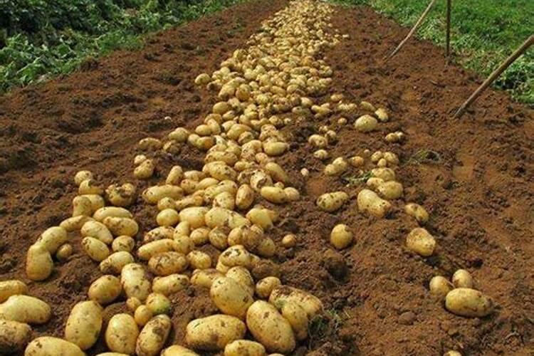 施尔旺蔬菜土豆专用肥好不好