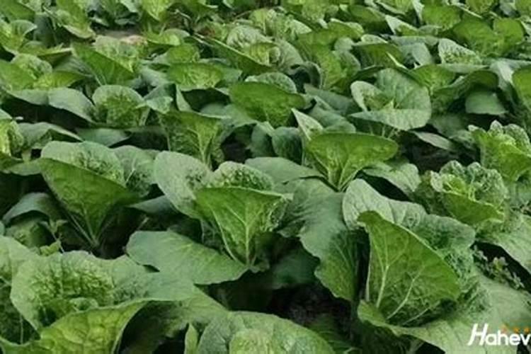 水溶肥用法和用量