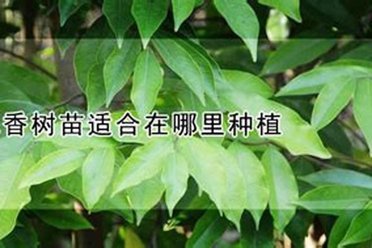 沉香苗什么时候种？沉香苗种植方法