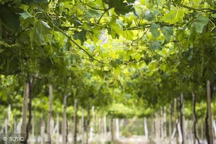 葡萄开花后施什么肥葡萄开花后怎么施肥