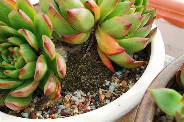 二胺化肥成分含量