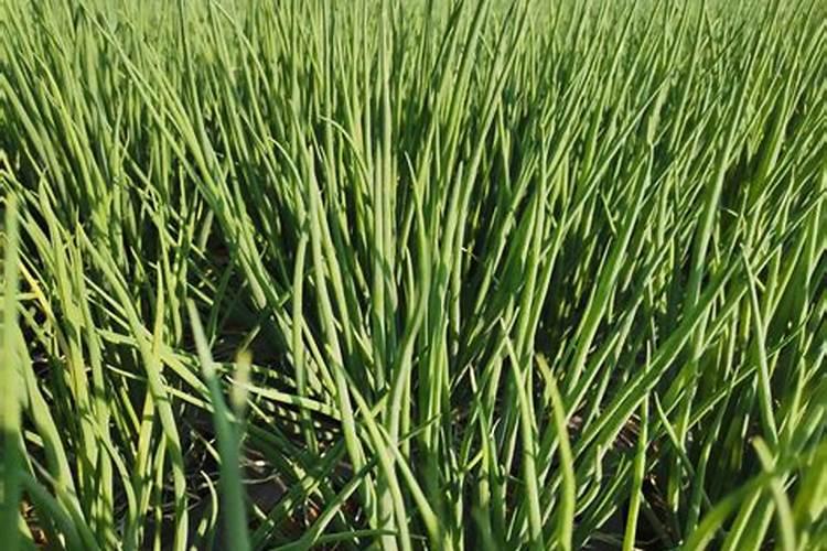 大葱用什么水溶肥效果好？大葱专用肥是什么肥料？