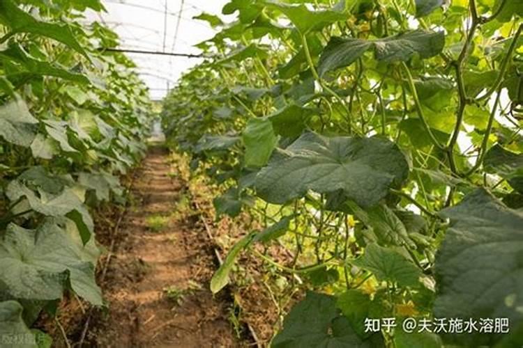 黄瓜生长期施什么肥,肥害会出现什么症状