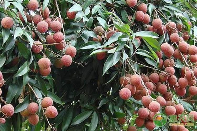 荔枝树苗在哪些地方可以种
