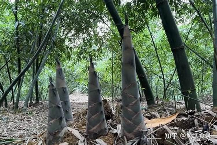 雷竹笋用什么肥料会变粗