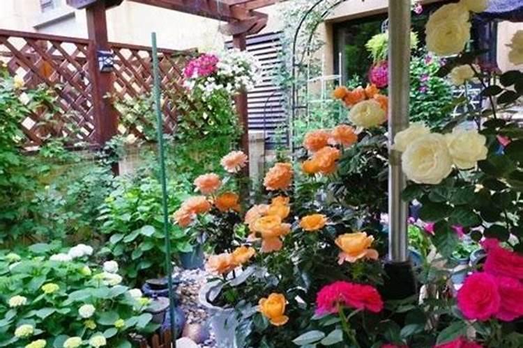 葡萄采收后用什么肥料