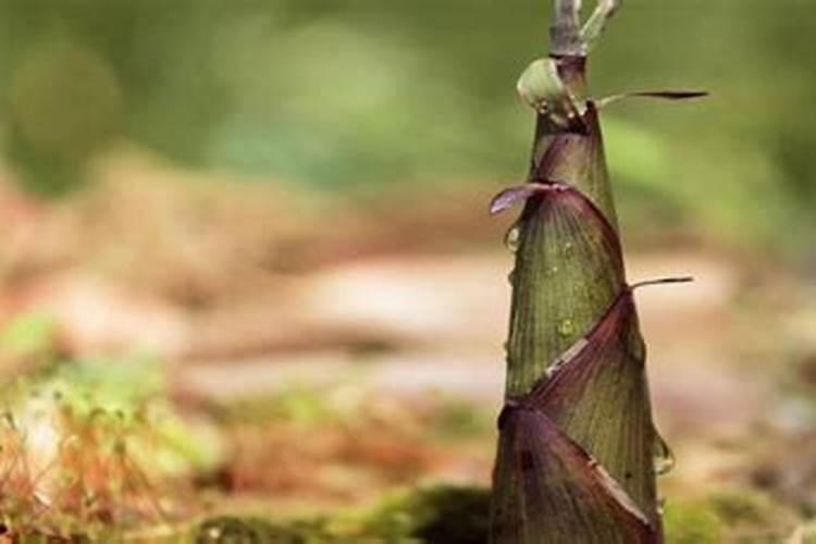 佛手柑怎样用才好