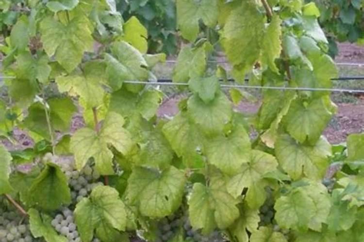 氮肥和磷肥怎么区分