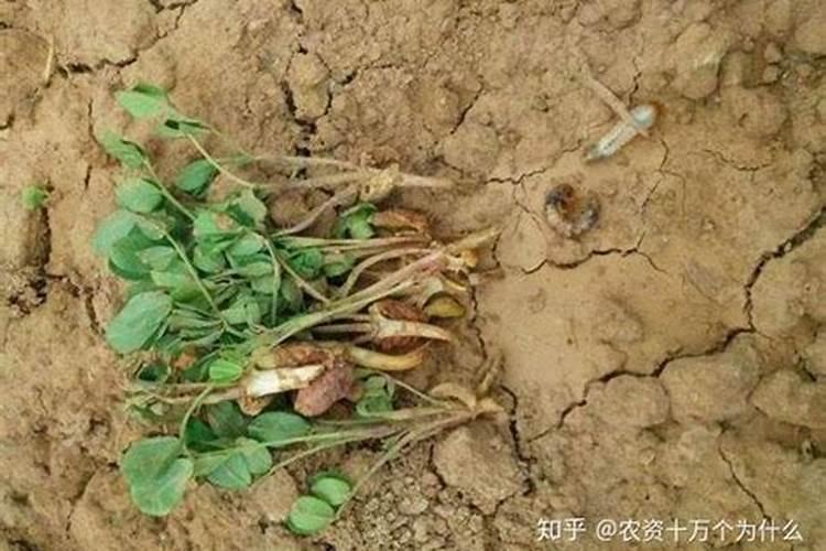 花生施什么肥才能高产什么时候施肥好