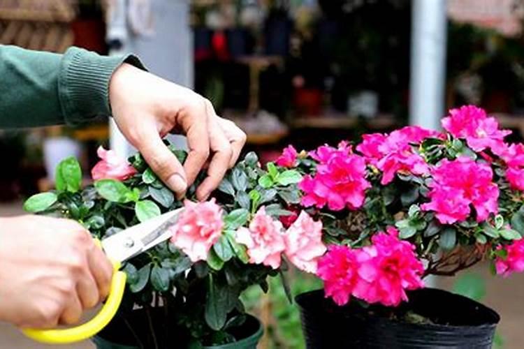 杜鹃花什么时候施肥 怎么施肥