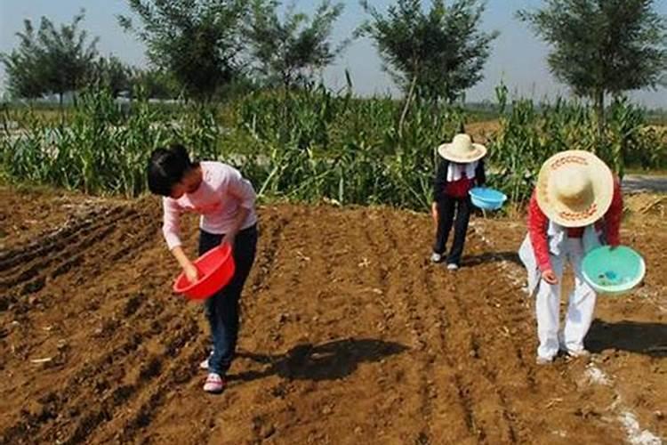 四季豆没熟吃了会中毒吗