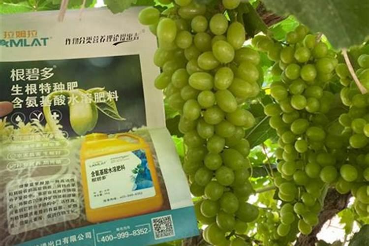 油菜高产王抽苔期什么时候喷雾最适合？