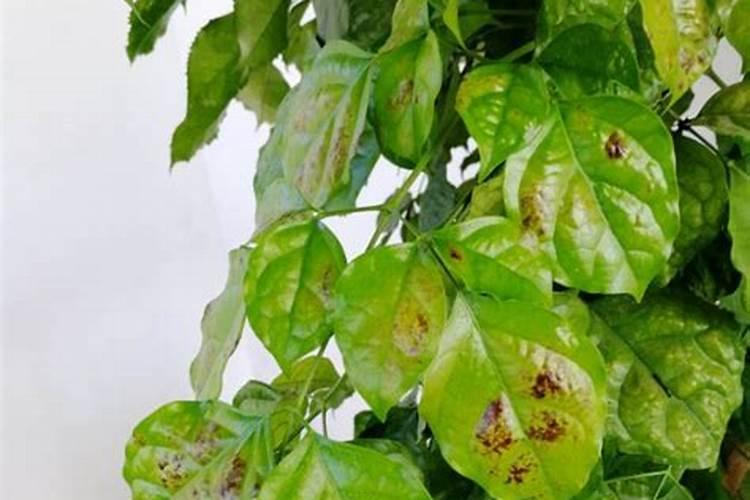 幸福树叶子干枯烧焦掉落