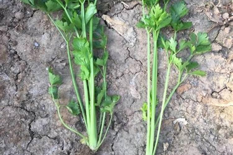 氨基酸水溶肥叶面喷施的效果