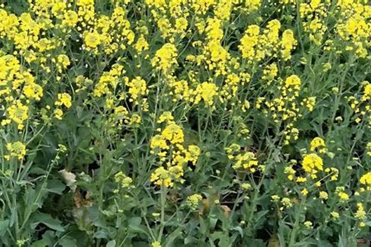 油菜开花期施什么肥