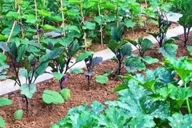 种菜最实用的肥料