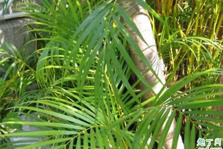 散尾竹的养殖方法和注意事项有哪些