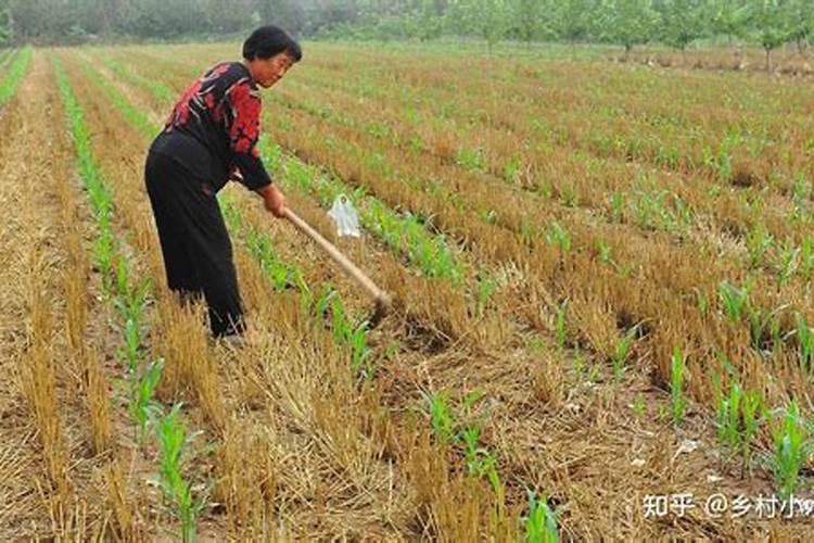 玉米什么时候追肥合适,高产追肥方法