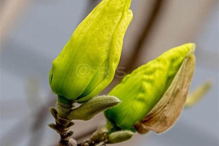 猕猴桃壮果肥什么时候施 最佳使用时间是几月份