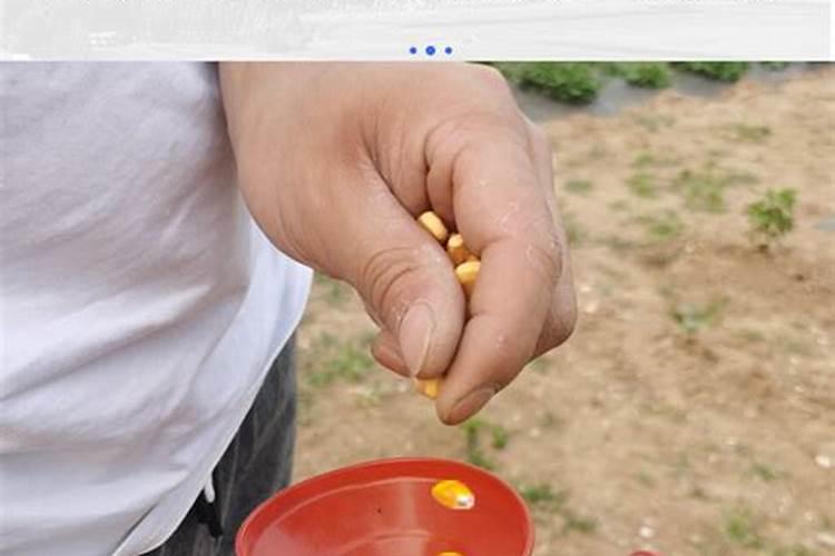 辣椒叶子下垂需要浇水吗 辣椒叶子下垂怎么补救