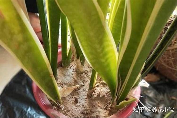 槟榔开花前施什么肥,施肥需要离树多远