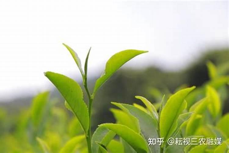 乌龙茶的功效与作用有哪些