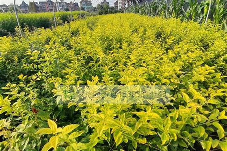 平菇的种植配料