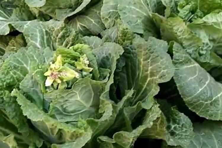 速生桉树种植技术方法