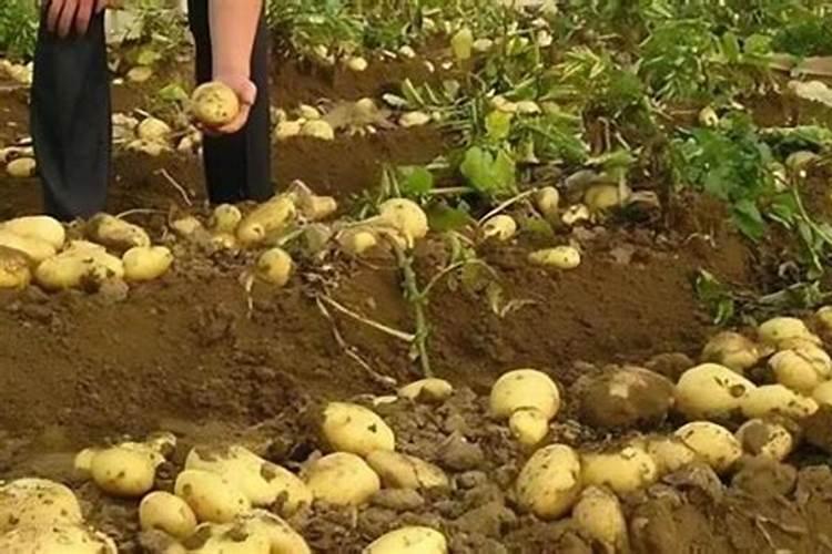种植马铃薯需要在什么时候施肥