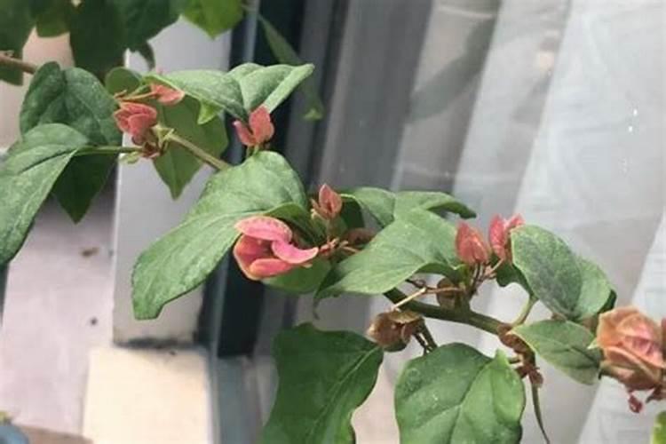 槟榔追肥方法时间