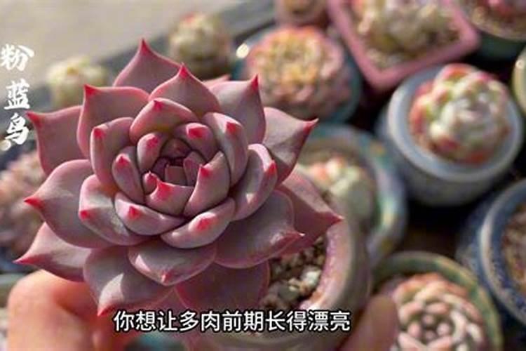 多肉植物施什么肥容易爆盆