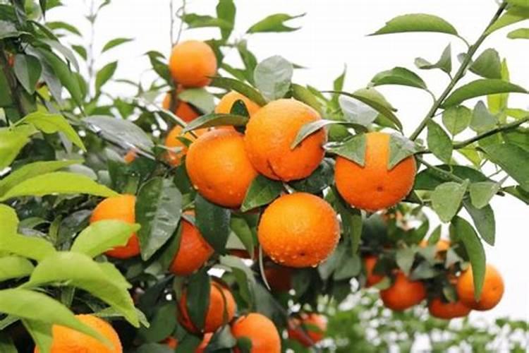 3月底柑橘“保花保果”正当时,钙元素少不了!