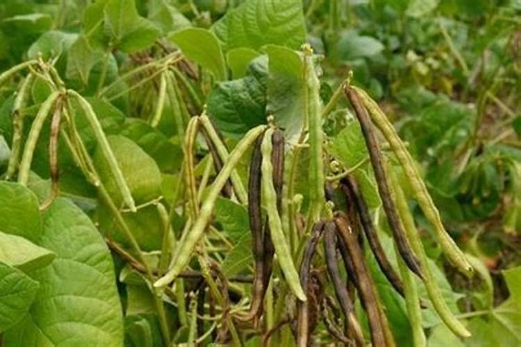 立秋后君子兰施什么肥