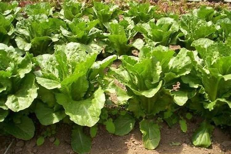 秋天莴笋整个种植方法