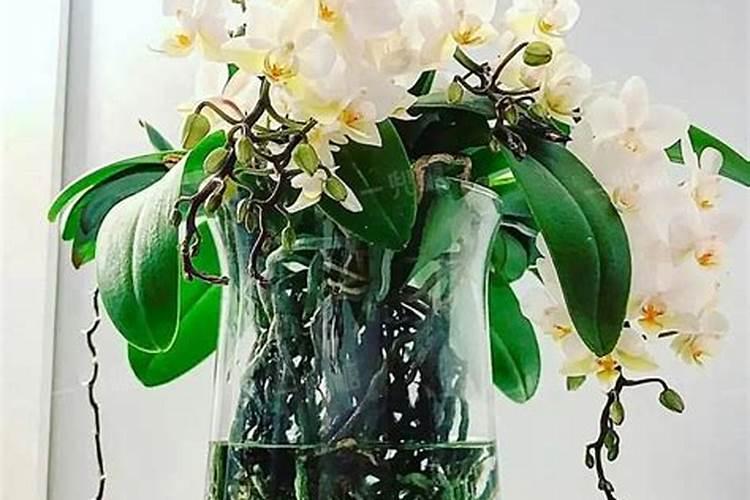 蝴蝶兰花不小心喷洒了全无敌,应该怎么处理？