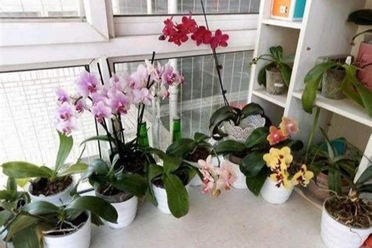 蝴蝶兰花期如何养护管理？