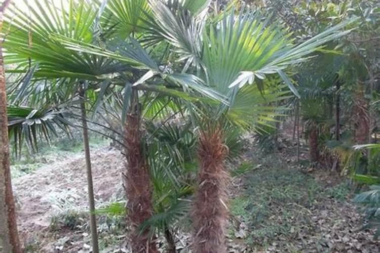 磷肥对玉米的作用及功能