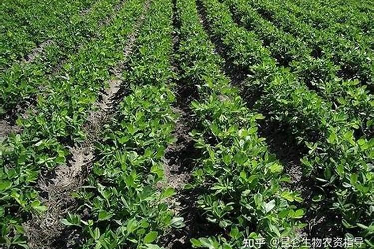 那种花生叶面肥效果好？