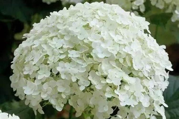 绣球花怎么施肥,绣球花施肥方法