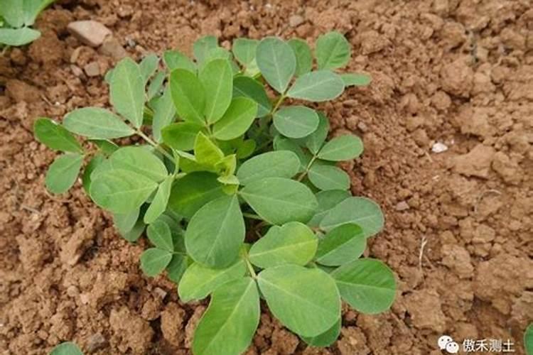 花生从出苗到收获需追几次化肥