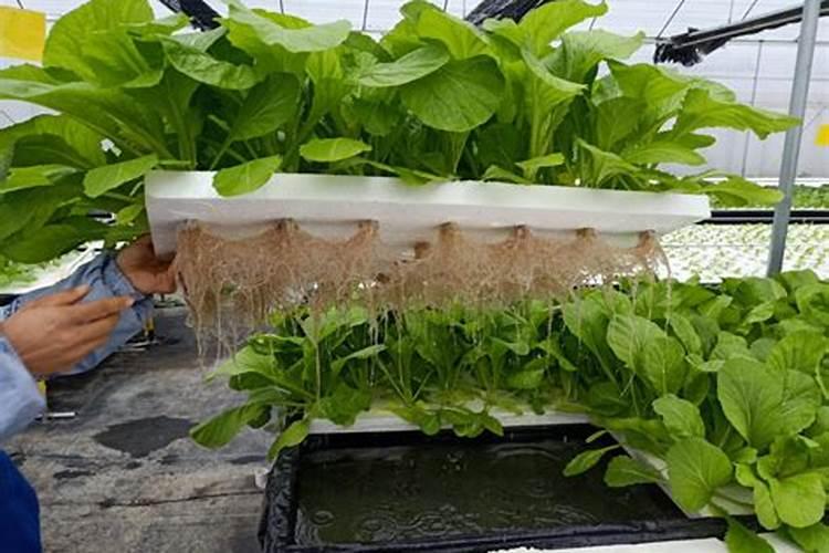 铵态氮是什么肥料