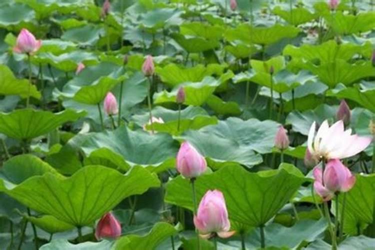 荷叶发红缺少什么肥料