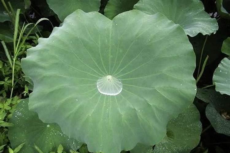 刚长出的荷叶卷曲怎么办？