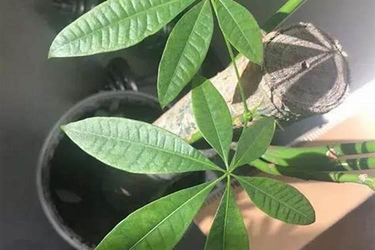 施肥后叶子发黄枯萎如何补救