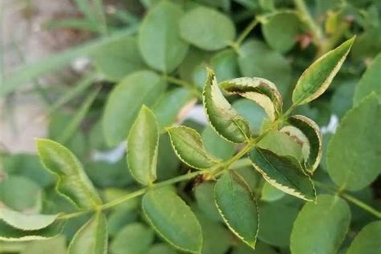 怎么判断月季要施肥了 施肥时间及方法